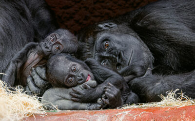 Prague Zoo